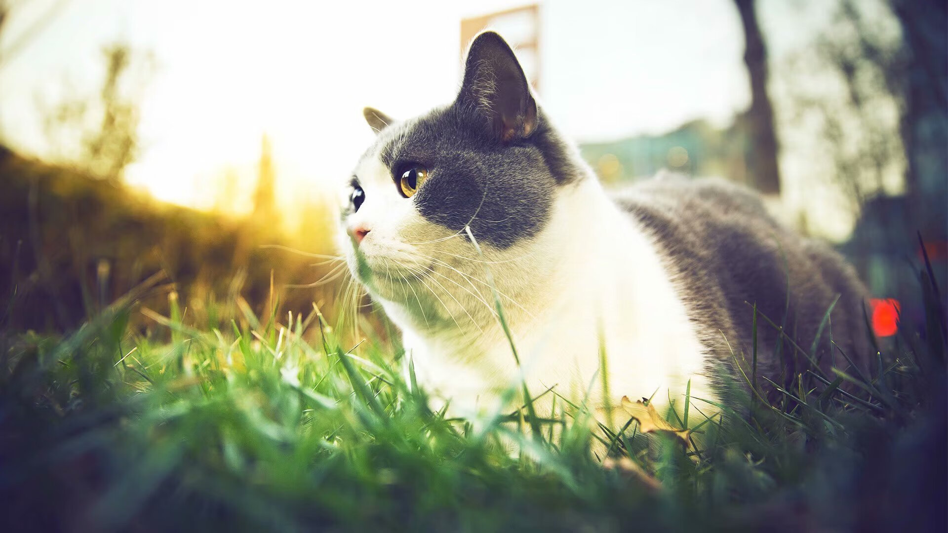 “史上最牛封盖:联盟封堵王者合集”,lol封锁